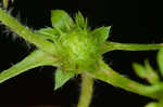 Field burweed